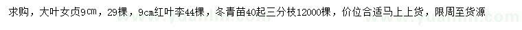 求购大叶女贞、红叶李、冬青