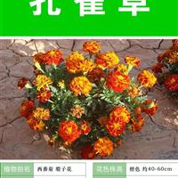 孔雀草种子 出售 批发 价格低 *率 种植技术上门指导