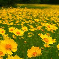 金鸡菊、剑叶金鸡菊、重瓣金鸡菊、大花金鸡菊