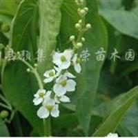 鱼腥草、千屈菜、水葱、香蒲、睡莲