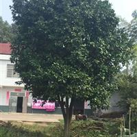 湖北红东园林大量供应优质香泡香橼