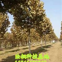 20公分精品造型法桐山东济宁销售的新价格