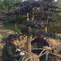 湖南造型红花继木出售、浏阳造型红花继木价格、红花继木报价