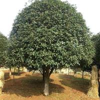 湖南桂花树，移栽桂花树，精品桂花树，精品丹桂树