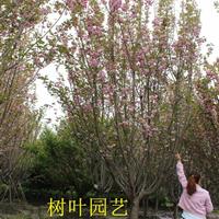 四川樱花 日本晚樱 郫县樱花基地 精品樱花