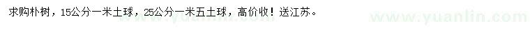 求购15、25公分朴树