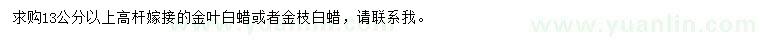 求购13公分以上高杆嫁接金叶白蜡或者金枝白蜡