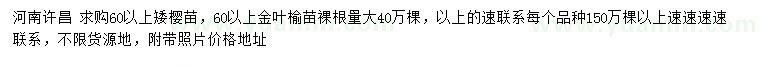 求购60公分以上矮樱苗、金叶榆苗