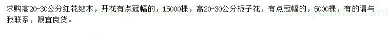 求购高20-30公分红花继木、栀子花