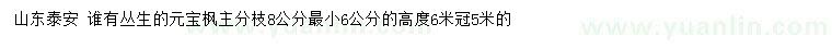 求购高度6米丛生元宝枫