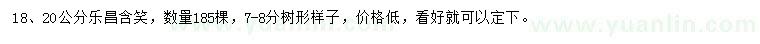 求购18、20公分乐昌含笑