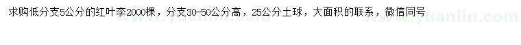 求购5公分低分支红叶李