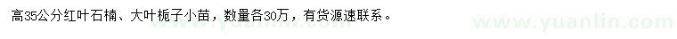 求购高35公分红叶石楠、大叶栀子