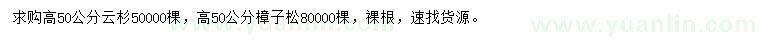 求购高50公分云杉、樟子松