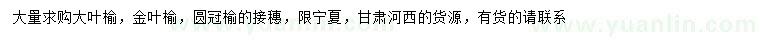 求购大叶榆、金叶榆、圆冠榆接穗