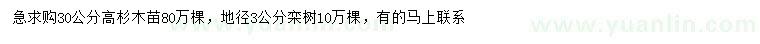 求购高30公分杉木苗、地径3公分栾树