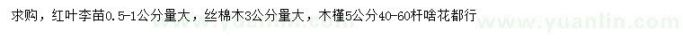 求购红叶李、丝棉木、木槿