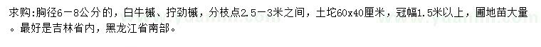 求购胸径6-8公分白牛槭、拧劲槭