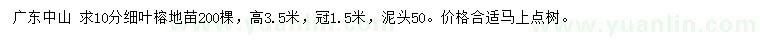 求购10公分细叶榕地苗