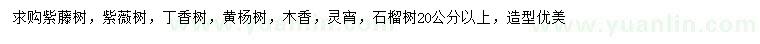 求购紫藤树、紫薇树、丁香树等