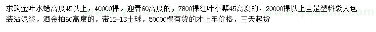 求购金叶水蜡、迎春、红叶小檗等