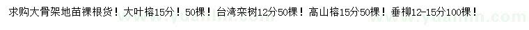 求购大叶榕、台湾栾树、高山榕等