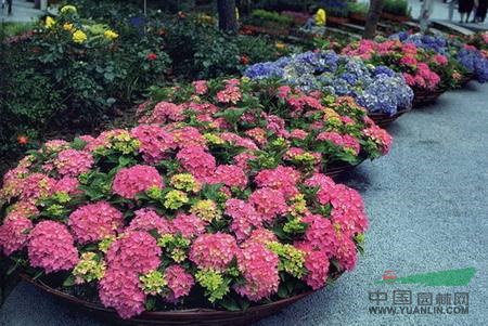 绣球（八仙花）矾根  红叶石楠   品种月季