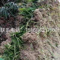 常年供应大花萱草 兰花三七 毛鹃 杜鹃 毛杜鹃 