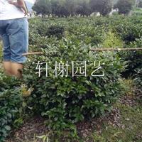 浙江地区供应冠幅80-150茶梅