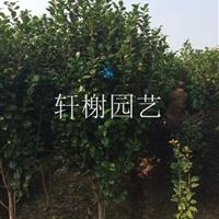 浙江地区供应冠幅100-180茶花