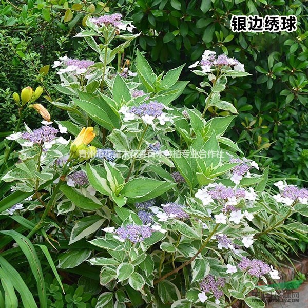 供应品种绣球八仙花 玫红绣球 银边绣球 天蓝绣球 无尽夏等