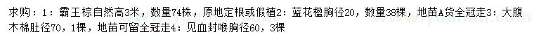 求购霸王棕、蓝花楹、大腹木棉等