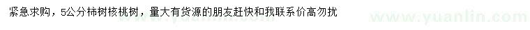 求购5公分柿树、核桃树