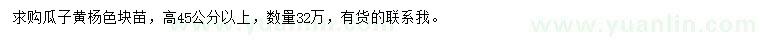 求购高45公分以上瓜子黄杨色块苗