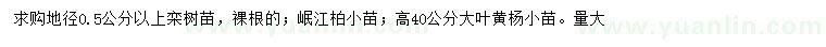 求购栾树小苗、岷江柏小苗、大叶黄杨小苗