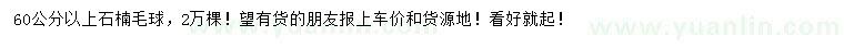 求购冠60公分以上石楠球