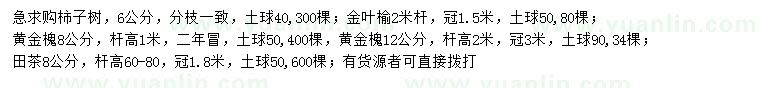 求购柿树、金叶榆、黄金槐等