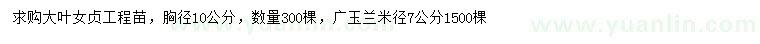 求购胸径10公分大叶女贞、米径7公分广玉兰