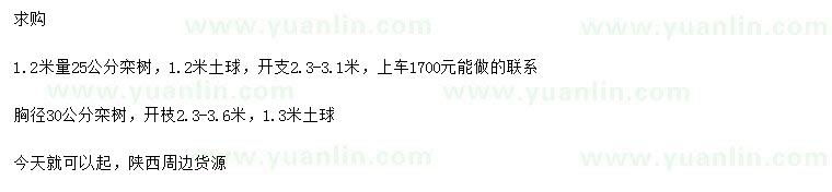 求购1.2米量25、30公分栾树