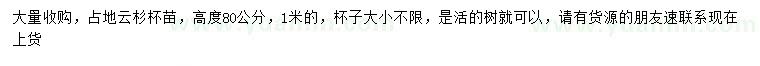 求购高度80、100公分占地云杉