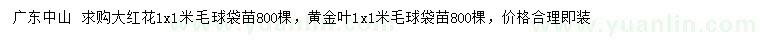 求购1x1米大红花毛球、黄金叶毛球