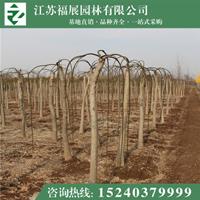 大叶黄杨球3行情报价\大叶黄杨球3图片展示