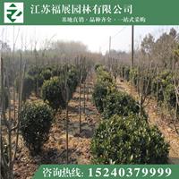 大叶黄杨球2报价/江苏大叶黄杨球2报价