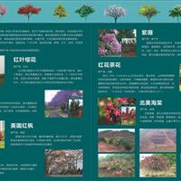 日本红叶樱花，美国红枫，广东木棉，澳洲蓝花楹，紫薇，玉兰，茶