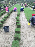 郴州市苏仙区景源苗木种植基地郴州草皮销售