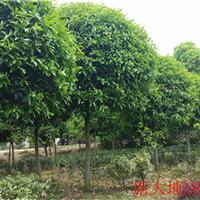 关注*新湖南桂花报价湖南桂花树精品桂花树高杆桂花树湖南大桂花