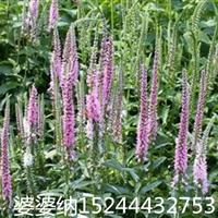 山东婆婆纳种植基地