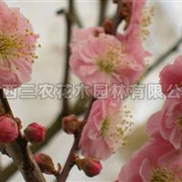 人面桃花梅苗  人面桃花梅树 江西梅花树