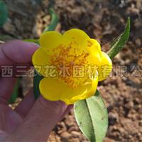 四季红山茶花_*茶花_5公分茶花