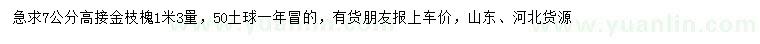 求购1.3米量7公分高接金枝槐